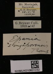 Epania singaporensis • All Rights Reserved Museum Label