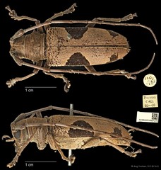 Epepeotes lateralis • © Ang Yuchen • CC BY 4.0