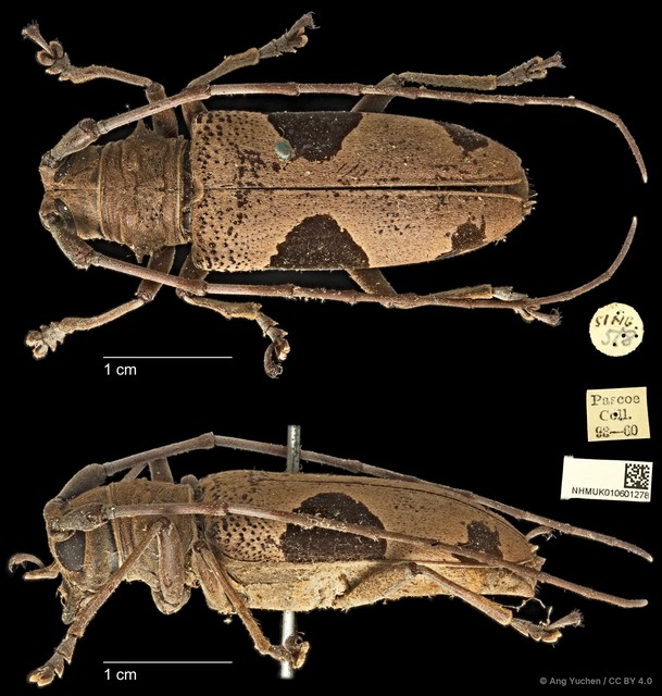 Epepeotes lateralis • © Ang Yuchen • CC BY 4.0
