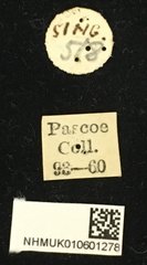 Epepeotes lateralis • All Rights Reserved Museum Label