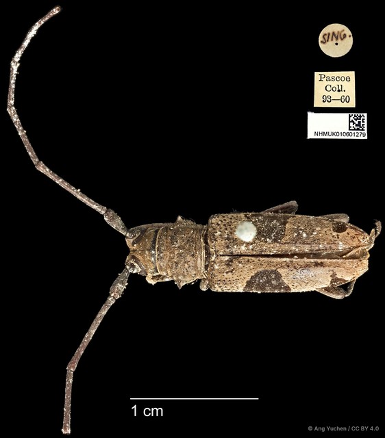 Epepeotes lateralis