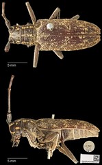 Epepeotes luscus • © Ang Yuchen • CC BY 4.0