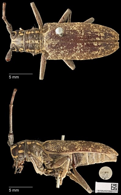 Epepeotes luscus • © Ang Yuchen • CC BY 4.0