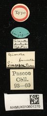 Epianthe funesta • All Rights Reserved Museum Label