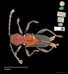 Epipedocera cruentata • © Ang Yuchen • CC BY 4.0