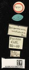 Epipedocera cruentata • All Rights Reserved Museum Label