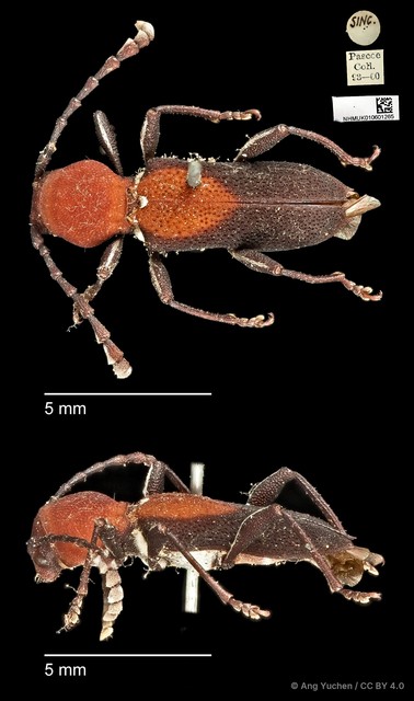 Epipedocera cruentata
