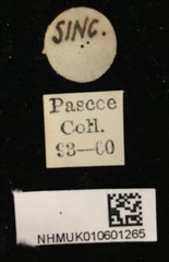 Epipedocera cruentata • All Rights Reserved Museum Label