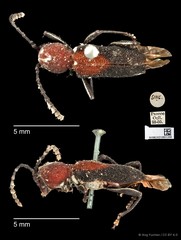 Epipedocera cruentata • © Ang Yuchen • CC BY 4.0