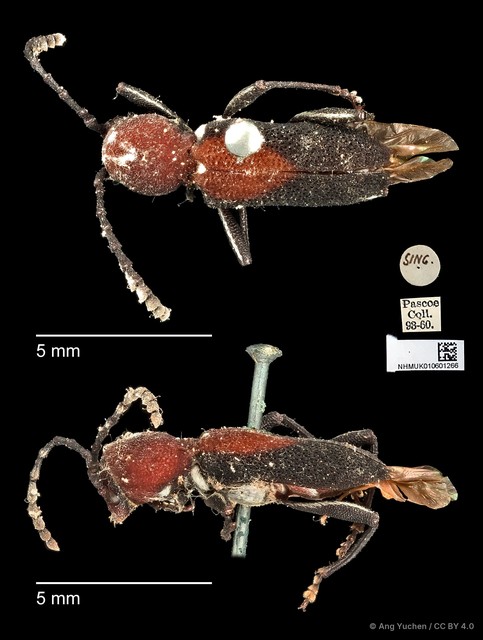 Epipedocera cruentata