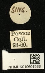 Epipedocera cruentata • All Rights Reserved Museum Label
