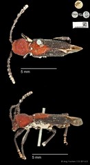 Epipedocera cruentata • © Ang Yuchen • CC BY 4.0