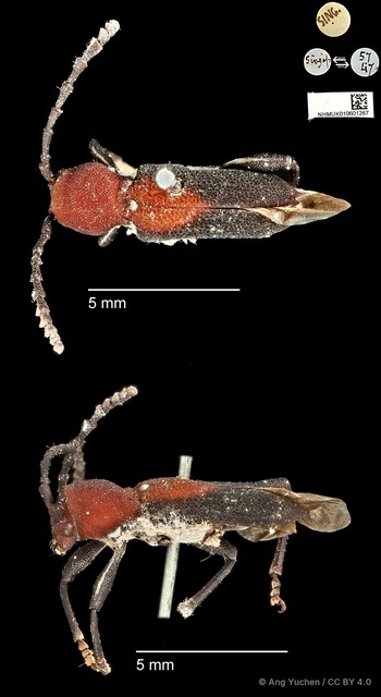 Epipedocera cruentata