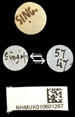 Epipedocera cruentata • All Rights Reserved Museum Label