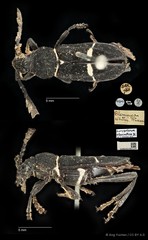 Euryarthrum albocinctum • © Ang Yuchen • CC BY 4.0