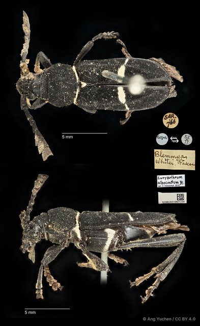 Euryarthrum albocinctum • © Ang Yuchen • CC BY 4.0