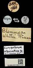 Euryarthrum albocinctum • All Rights Reserved Museum Label