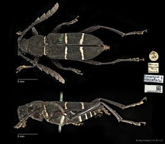 Euryarthrum bifasciatum • © Ang Yuchen • CC BY 4.0