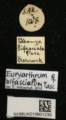 Euryarthrum bifasciatum • All Rights Reserved Museum Label