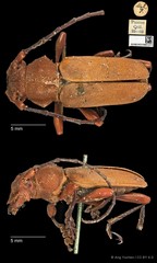 Euryphagus lundii • © Ang Yuchen • CC BY 4.0