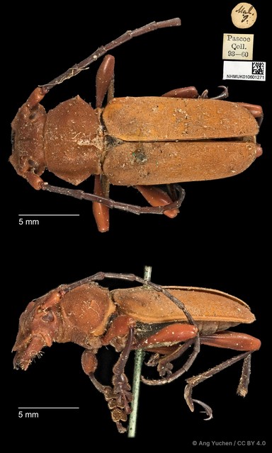 Euryphagus lundii • © Ang Yuchen • CC BY 4.0