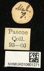 Euryphagus lundii • All Rights Reserved Museum Label