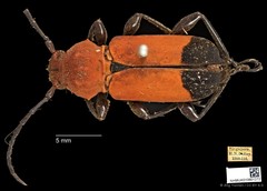 Euryphagus lundii • © Ang Yuchen • CC BY 4.0