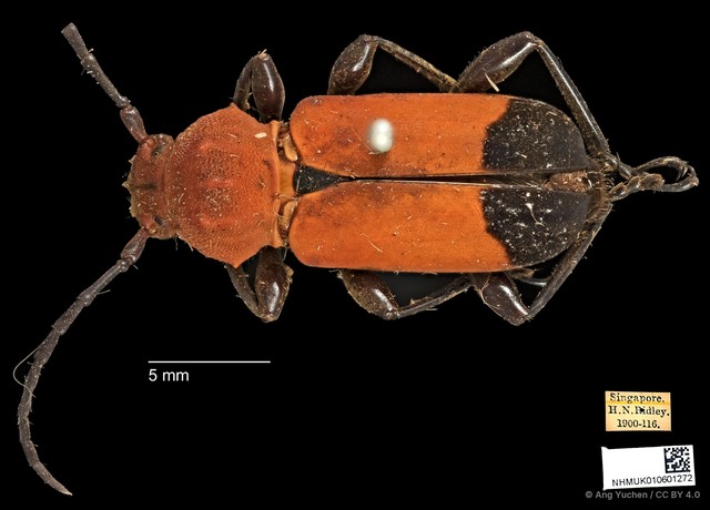 Euryphagus lundii