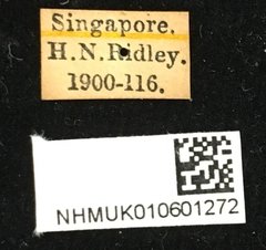 Euryphagus lundii • All Rights Reserved Museum Label