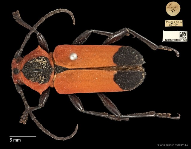 Euryphagus maxillosus • © Ang Yuchen • CC BY 4.0