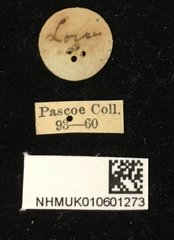 Euryphagus maxillosus • All Rights Reserved Museum Label