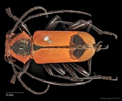 Euryphagus maxillosus • © Ang Yuchen • CC BY 4.0