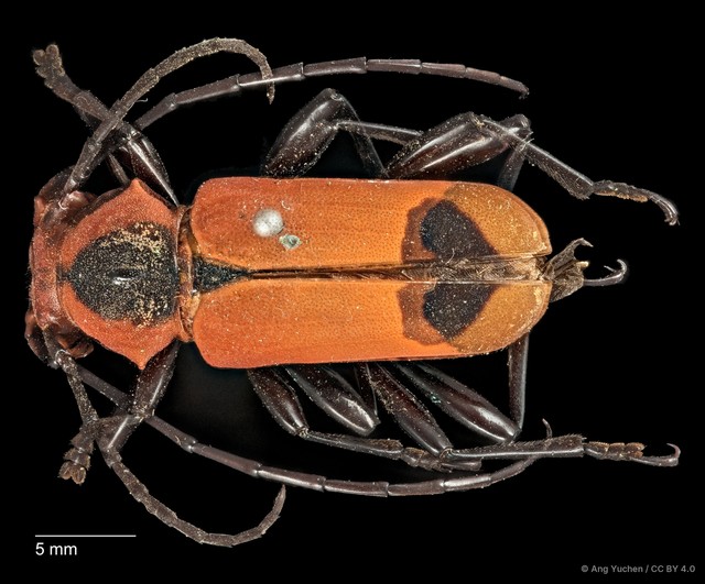 Euryphagus maxillosus