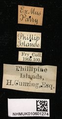 Euryphagus maxillosus • All Rights Reserved Museum Label