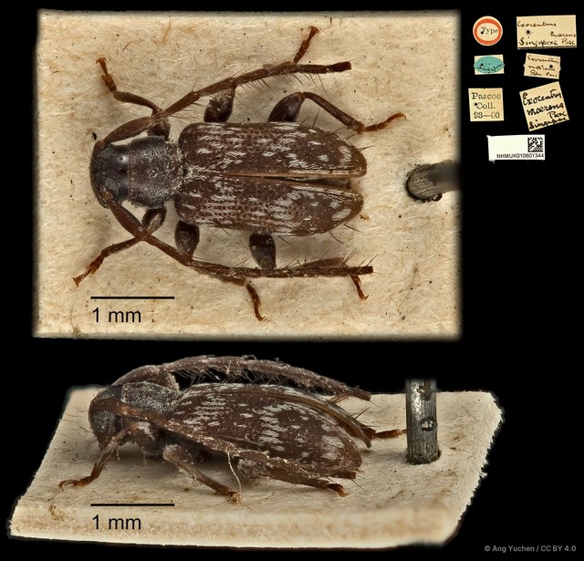Exocentrus (Camptomyne) moerens • © Ang Yuchen • CC BY 4.0
