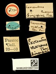 Exocentrus (Camptomyne) moerens • All Rights Reserved Museum Label