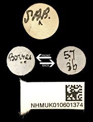 Glenea (Glenea) algebraica • All Rights Reserved Museum Label