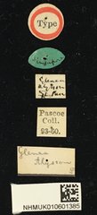 Glenea mathematica alysson • All Rights Reserved Museum Label