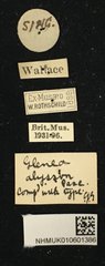 Glenea mathematica alysson • All Rights Reserved Museum Label