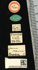 Glenea mathematica anona • All Rights Reserved Museum Label