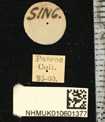 Glenea mathematica anona • All Rights Reserved Museum Label