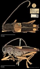 Glenea (Glenea) anticepunctata • © Ang Yuchen • CC BY 4.0