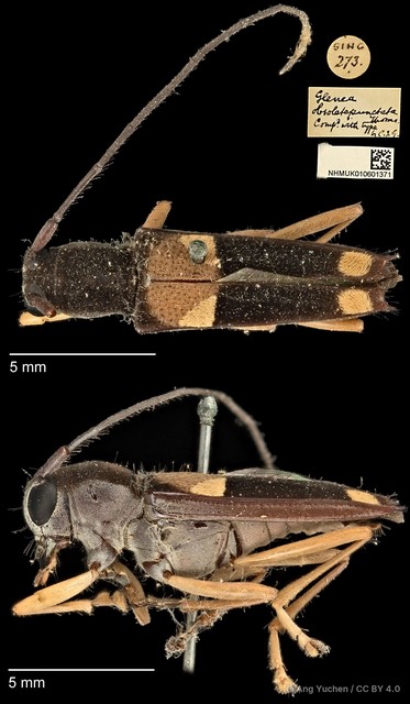 Glenea (Glenea) anticepunctata • © Ang Yuchen • CC BY 4.0
