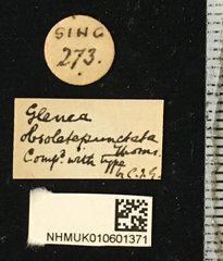 Glenea (Glenea) anticepunctata • All Rights Reserved Museum Label