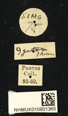Glenea (Glenea) camelina • All Rights Reserved Museum Label
