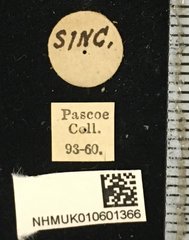 Glenea (Glenea) camelina • All Rights Reserved Museum Label