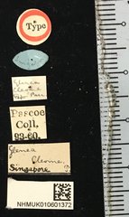 Glenea cleome • All Rights Reserved Museum Label