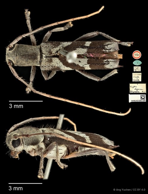 Glenea (Glenea) clytoides • © Ang Yuchen • CC BY 4.0