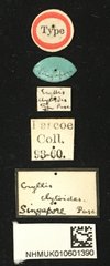 Glenea (Glenea) clytoides • All Rights Reserved Museum Label