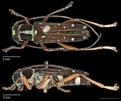 Glenea (Glenea) coris • © Ang Yuchen • CC BY 4.0